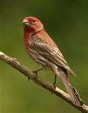 Bird Feeders Purple Finches images Bird Feeders Purple Finches images