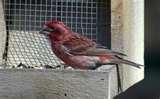 Bird Feeders Purple Finches Bird Feeders Purple Finches
