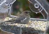 Plastic Bird Feeder Cups Plastic Bird Feeder Cups