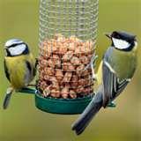 Bird Feeders Advice pictures