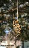 images of Make A Bird Feeder Kids images of Make A Bird Feeder Kids