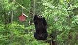 Bird Feeder Problems Bird Feeder Problems