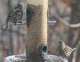 Bird Feeders Purple Finches images Bird Feeders Purple Finches images