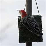 Bird Feeder Crisco pictures