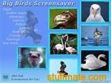 photos of Bird Feeder Screensaver photos of Bird Feeder Screensaver