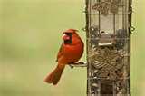 A Cardinal At A Bird Feeder Photos pictures