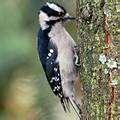 Bird Feeders Info