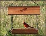 photos of A Cardinal At A Bird Feeder Photos