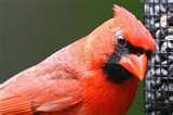 A Cardinal At A Bird Feeder Photos pictures