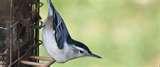 Bird Feeders Ace Hardware Bird Feeders Ace Hardware