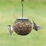 photos of Bird Feeders Info