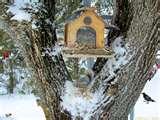 Bird Feeder Screensaver images Bird Feeder Screensaver images