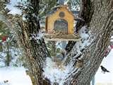 Bird Feeder Screensaver images