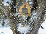 photos of Bird Feeder Screensaver