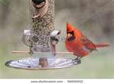 A Cardinal At A Bird Feeder Photos images
