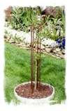 pictures of Bird Feeders Supports pictures of Bird Feeders Supports