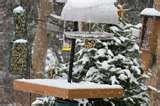 pictures of Bird Feeders Info pictures of Bird Feeders Info