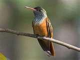 Bird Feeders Info photos Bird Feeders Info photos