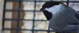 Bird Feeders Ace Hardware images Bird Feeders Ace Hardware images