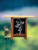 Bird Feeders Spread Disease pictures Bird Feeders Spread Disease pictures