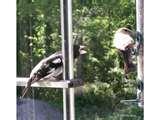 images of Bird Feeder Rv images of Bird Feeder Rv