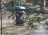 Bird Feeders San Francisco Bird Feeders San Francisco