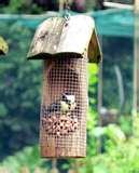 images of Bird Feeder By Birds images of Bird Feeder By Birds