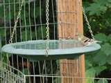 Bird Feeders Olympia Wa photos Bird Feeders Olympia Wa photos