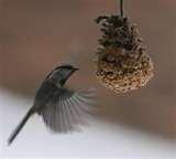 photos of Bird Feeder Pinecone Peanut Butter