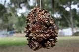 Bird Feeder Pinecone Peanut Butter photos Bird Feeder Pinecone Peanut Butter photos