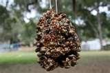 Bird Feeder Pinecone Peanut Butter photos