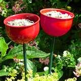 Bird Feeders Beginners Bird Feeders Beginners