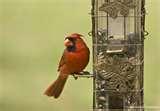 images of Bird Feeders Spread Disease images of Bird Feeders Spread Disease