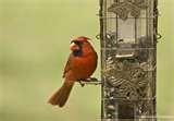 images of Bird Feeders Spread Disease