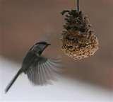 Bird Feeder Egg Carton pictures Bird Feeder Egg Carton pictures