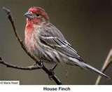 pictures of Bird Feeders Spread Disease pictures of Bird Feeders Spread Disease