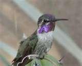 photos of Bird Feeders Phoenix Area