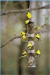 Bird Feeders Affiliate Program photos Bird Feeders Affiliate Program photos