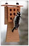 images of Bird Feeders Spread Disease