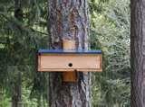 photos of Bird Feeder By Birds photos of Bird Feeder By Birds