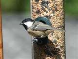 pictures of Bird Feeders Spread Disease