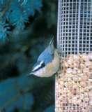 photos of Bird Feeders Spread Disease photos of Bird Feeders Spread Disease