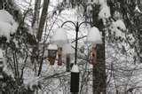 pictures of Bird Feeders Olympia Wa pictures of Bird Feeders Olympia Wa
