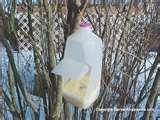 How To Make A Bird Feeder Out Of A Milk Jug pictures How To Make A Bird Feeder Out Of A Milk Jug pictures