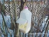 How To Make A Bird Feeder Out Of A Milk Jug pictures