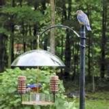 Bird Feeder Rv photos Bird Feeder Rv photos