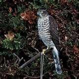 Bird Feeders Spread Disease images Bird Feeders Spread Disease images