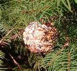 photos of Bird Feeder Pinecone Peanut Butter