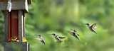 images of Bird Feeder By Birds images of Bird Feeder By Birds
