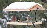 images of Bird Feeders Beginners images of Bird Feeders Beginners